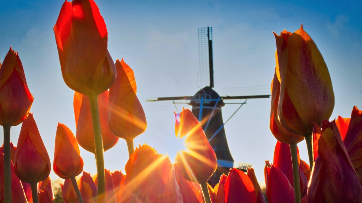 Tulip Time With A Twist Tulip Time Tulip Time 2022 Schedule